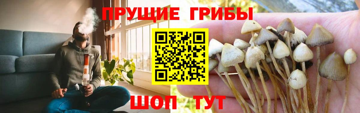 Псилоцибиновые грибы GOLDEN TEACHER Сертолово